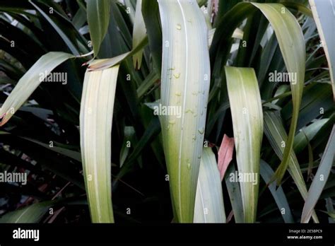 Phormium Cookianum Subsp Hookeri Or New Zealand Flax Stock Photo Alamy