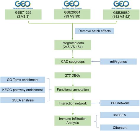 Frontiers Significance Of RNA N6 Methyladenosine Regulators In The