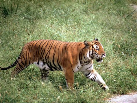 South China Tiger - Facts, Habitat, Behavior, Diet, Pictures