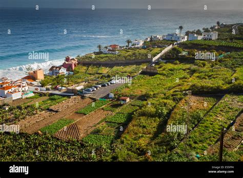 Vegetable Gardens North Coast Tenerife Canary Islands Atlantic