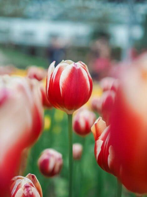 Tulip Farm Photography Images - Free Download on Freepik