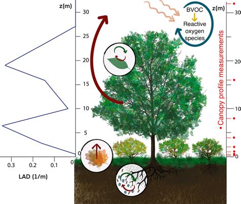 Biological And Physical Sources Sinks And Transport Of Biogenic Download Scientific Diagram