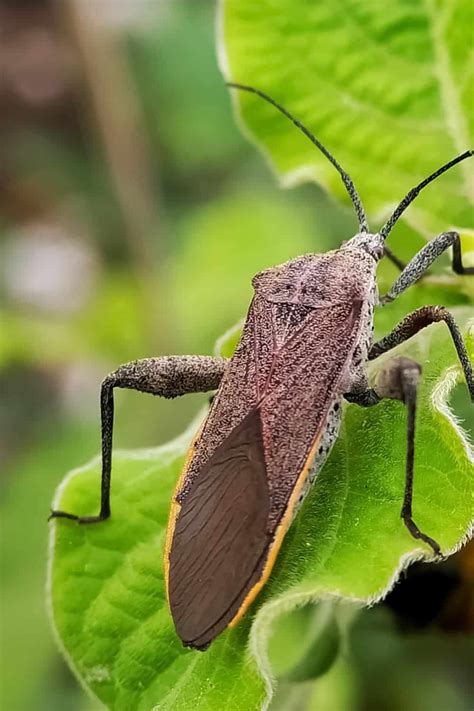 How To Get Rid Of Squash Bugs Naturally Fresh Exchange