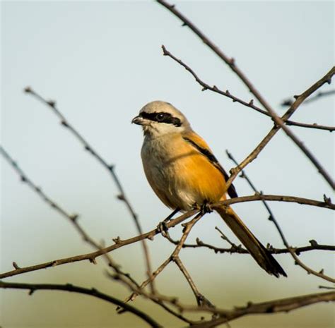 Long-tailed Shrike - Owen Deutsch Photography