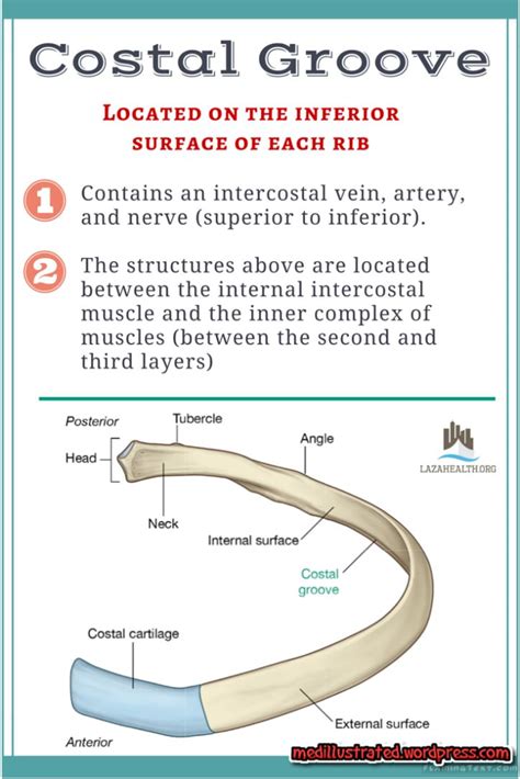 costal groove of rib