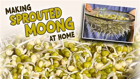 How To Sprout Moong Mung Beans At Home How To Grow Sprouts At Home