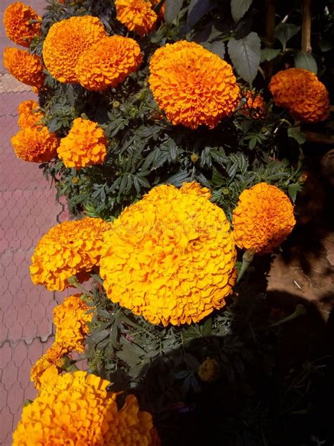 A Planta Do Cravo De Defunto Imagem De Stock Imagem De Flor Amarelo