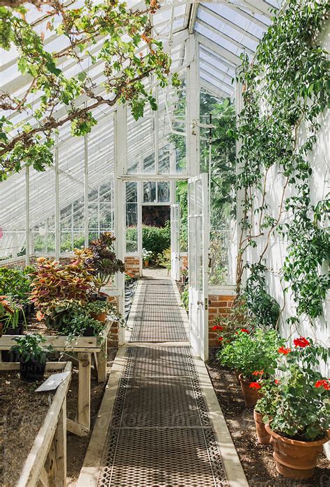 Plants Growing In A Traditional Victorian Greenhouse By Stocksy