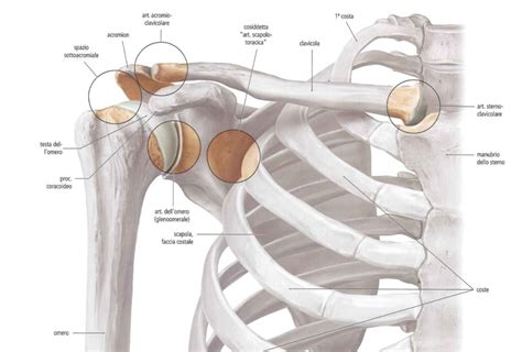 Articolazione Della Spalla Calisthenics Milano