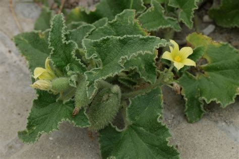 squirting cucumber ecballium elaterium