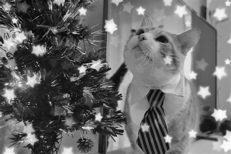 Christmas In B W Mr Gino Admiring The Christmas Tree Flickr