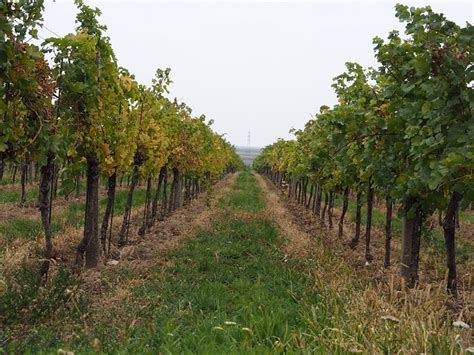 Kostenloses Foto Wein Weinberg Reben Weinstock Kostenloses Bild