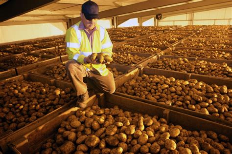 Revolutionizing Potato Storage: Belgian Potato Company’s New Cooling ...