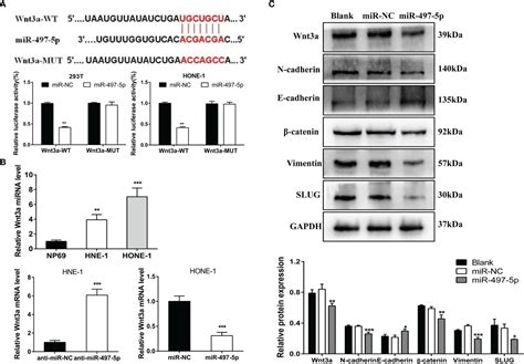 Frontiers Long Non Coding RNA Cancer Susceptibility Candidate 9