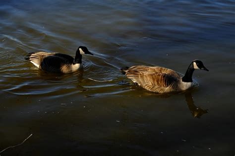 Premium Photo Ducks Swimming In Lake