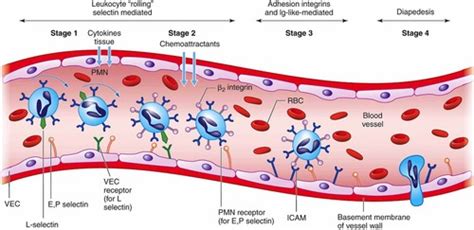 Phys Ch Resistance Of Body To Infxn Pt Leukocytes Granulocytes