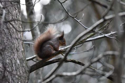 UK red squirrel conservation strategies likely to undermine species ...