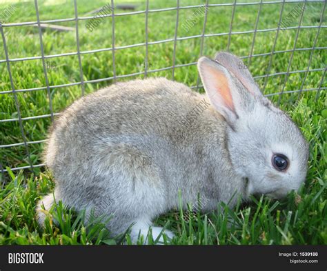 Grey Baby Bunnies