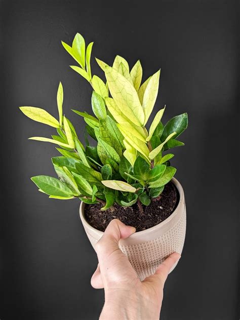 Chameleon Zz Plant Care 4 By Brittany Goldwyn Live Creatively