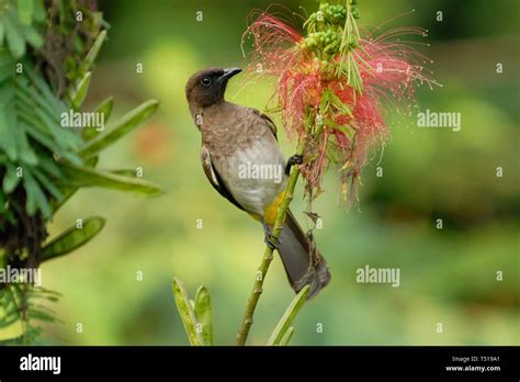 Bwindi Birds Hi Res Stock Photography And Images Alamy