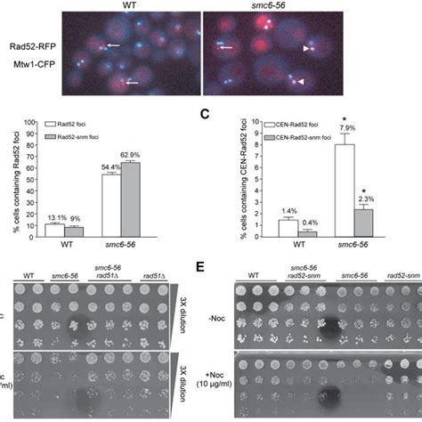 AC Smc6 56 Displays Increased Levels Of Rad52 Foci At Centromeric