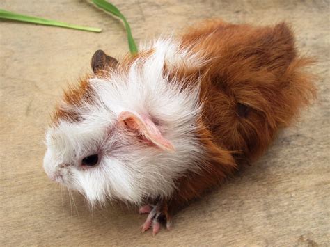 Tobyfarm Pet Farm Tips And Care A Pair Of Guinea Pig For New Home Pair 2