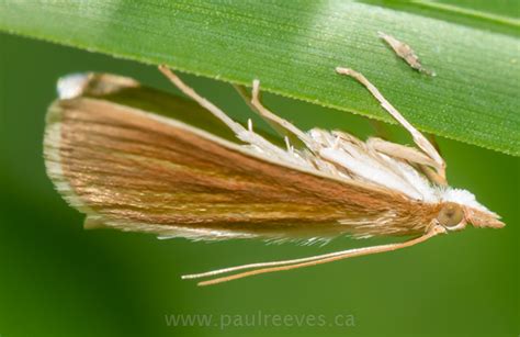 Grass Veneer Moth Bugguidenet