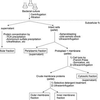 Subcellular Fractionation Of Gram Negative Bacterial Cell Culture