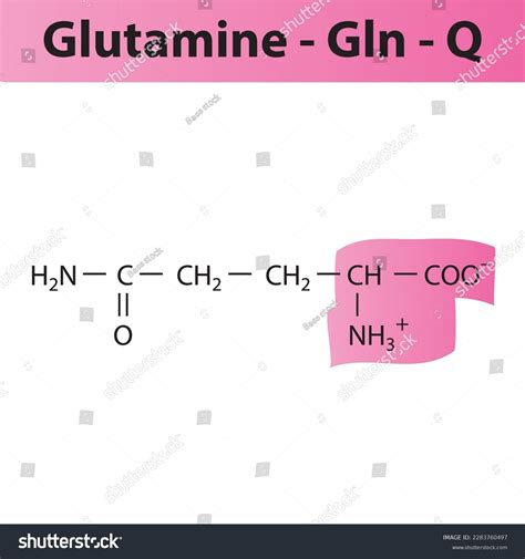 Glutamine Gln Q Amino Acid Structure Stock Vector Royalty Free