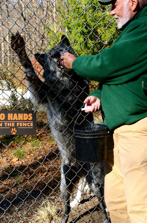 Meet The Wolves Wolf Conservation Center In South Salem Ny