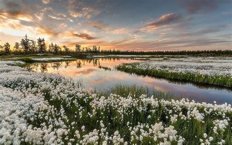 X Px P Descarga Gratis Flores Cerca Del Rio Naturaleza