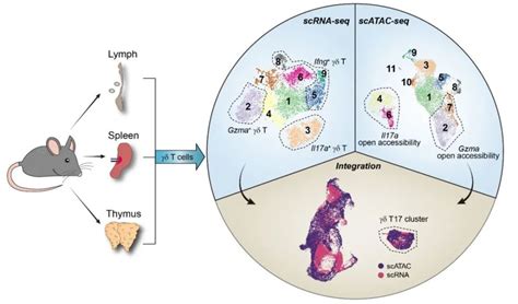 Science Bulletin丨暨南大学尹芝南课题组单细胞测序揭示小鼠γδt细胞异质性图谱 腾讯新闻