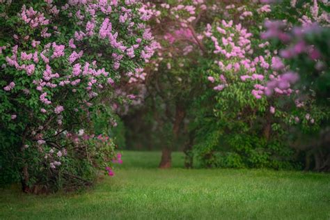 Premium Photo Lilac Garden Environment Background 7