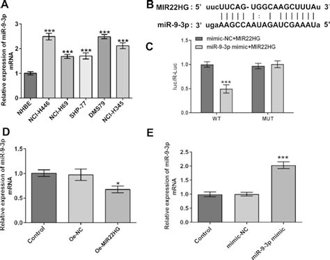 LncRNA MIR22HG Can Bind MiR 9 3p A QRT PCR Was Undertaken To