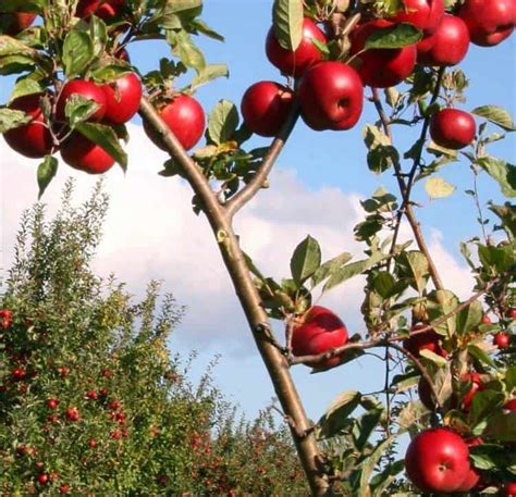 Coltivare Il Melo Con Metodi Naturali Messa A Dimora Potatura