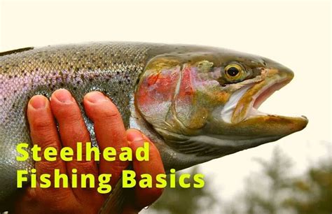 Steelhead Fishing Basics: 21 Things Every Beginner (Should Know)