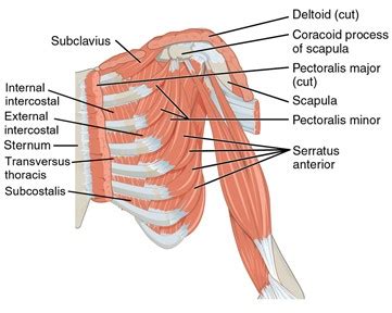 Chest Muscle Anatomy Diagram Pectoralis Muscle Any Of The Muscles