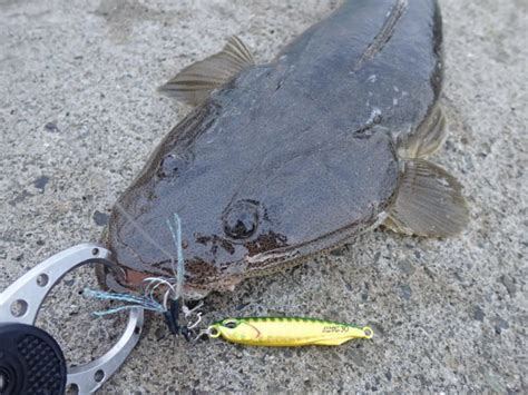 マゴチ釣りのポイント・場所選びの基本を徹底解説！ まるなか大衆鮮魚