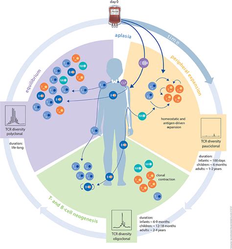 Frontiers Immune Reconstitution After Allogeneic Haematopoietic Cell