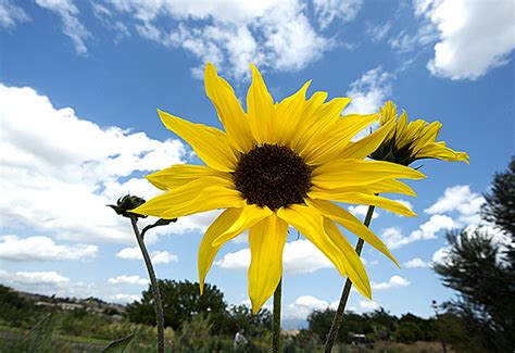 Sunflower | PolyCentric