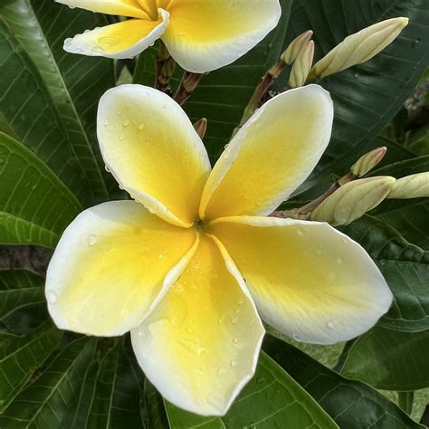 Frangipani Plumeria After The Rain Katharine Trucano Reesey Flickr