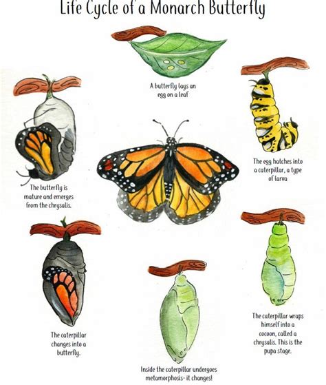 Printable Painted Lady Butterfly Life Cycle - Printable Word Searches