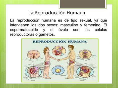 La reproducción humana 1 PPT