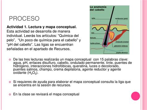 Ppt Cosm Ticos Y La Estructura Del Cabello Webquest Powerpoint