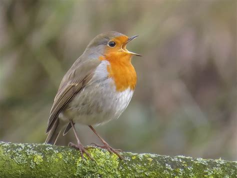 Westerlingen Kunnen Leren Vogels Te Herkennen Aan Hun Zang Groen