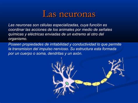 Transmisi N Del Impulso Nervioso Ppt