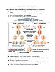 Chapter 13 Meiosis And Sexual Life Cycle Docx Chapter 13 Meiosis And