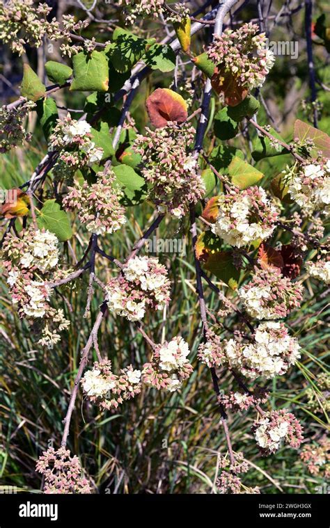 Dikbas Or African Wild Pear Dombeya Rotundifolia Is A Small Deciduous