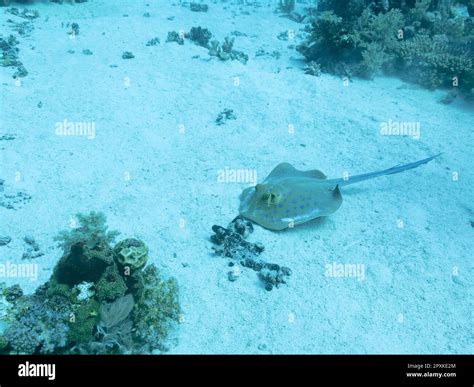 Whitespotted Eagle Ray Or Aetobatus Narinari In The Depths Of The Red