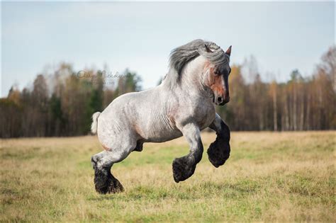 Flor - фотографии - Николаева Олеся - конники - equestrian.ru
